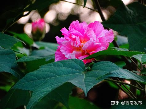 芙蓉樹風水|芙蓉種植風水：何時栽種最吉利？